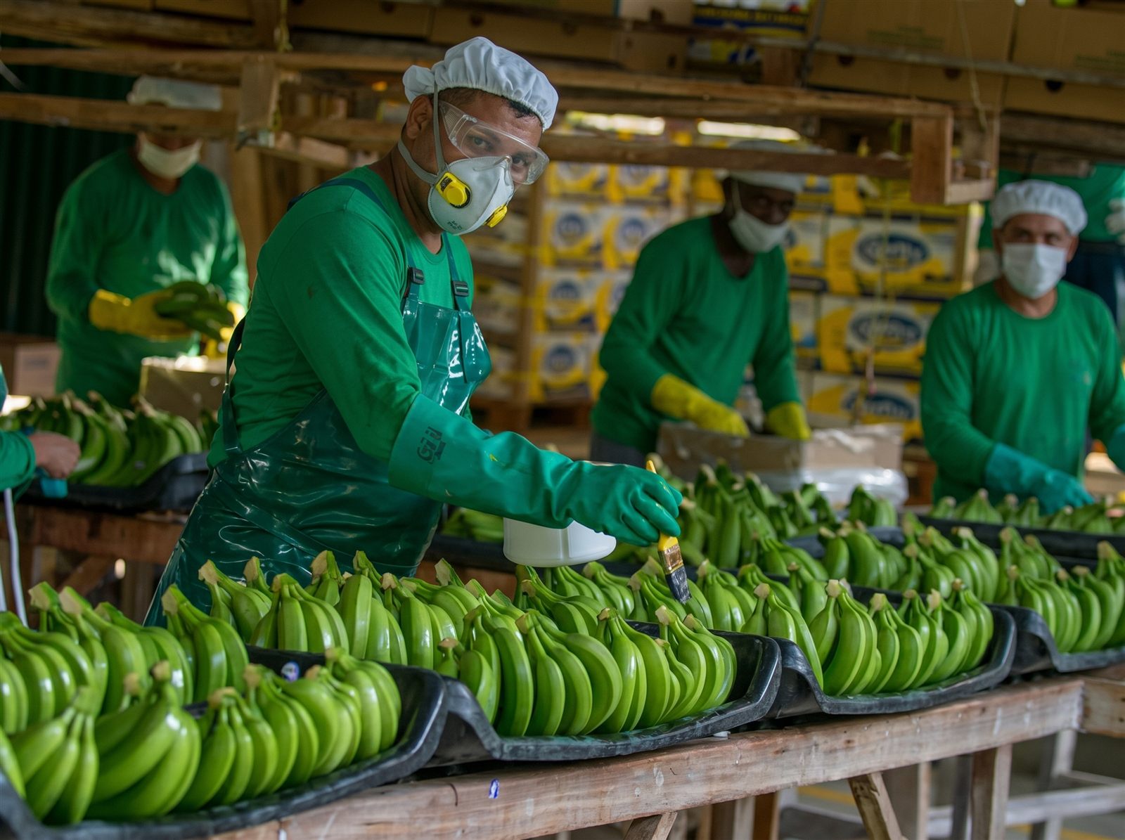 Banano de exportación